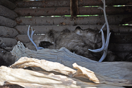 A cache of stored furs & supplies