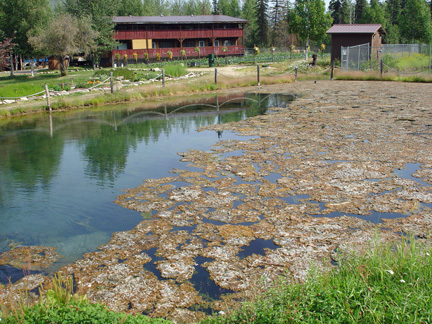 hot pond