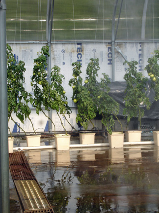 tomato plants