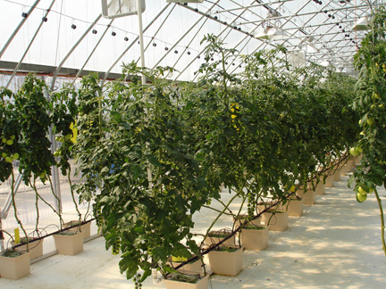 tomato plants