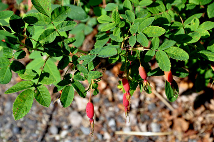 some kind of flower or berry