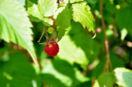 a berry on a tree