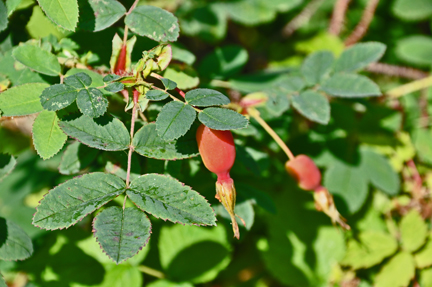 some kind of flower or berry