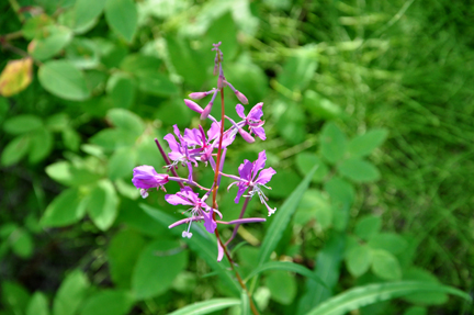 a flower in the woods