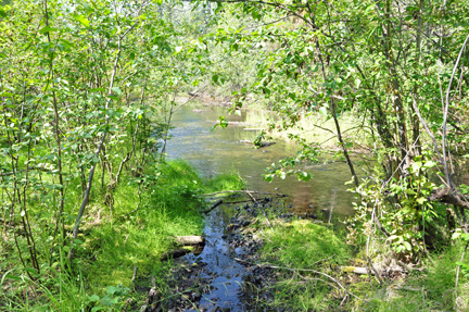 a creek in the woods