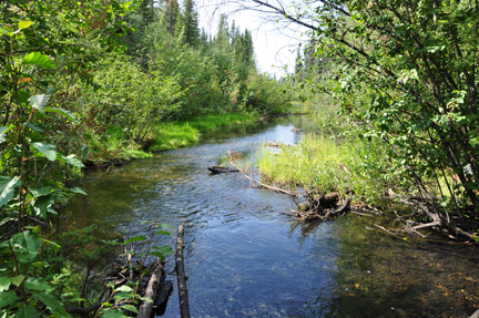 a creek in the woods