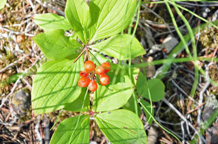 berries