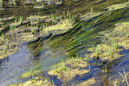 moss in the creek