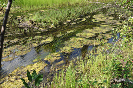 moss in the creek