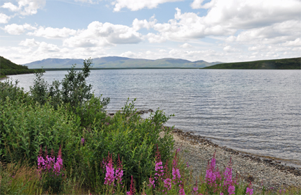 Summit Lake & fireweed