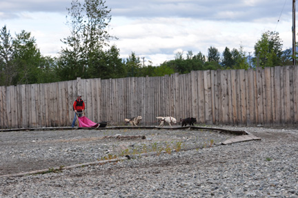 sled and dogs