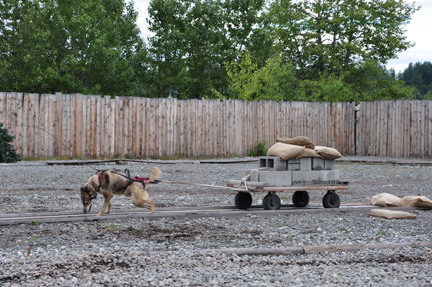 now the dog pulls 800 pounds