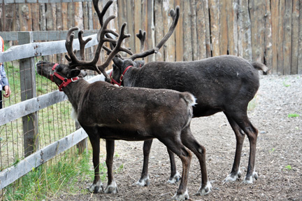 two reindeer