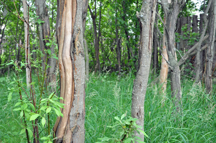 trees the moose munched on