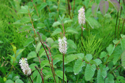 wild flowers