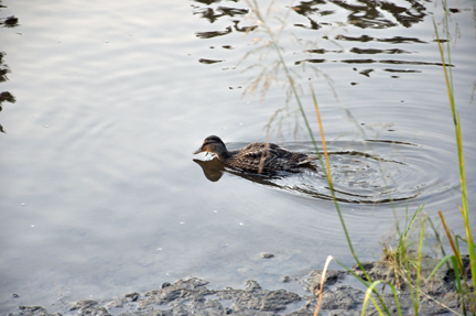 a duck