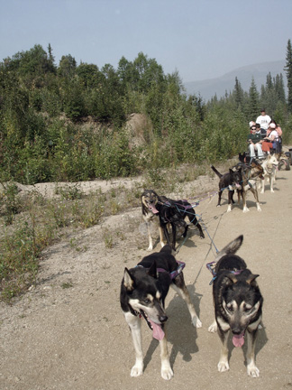 everyone and the dogs