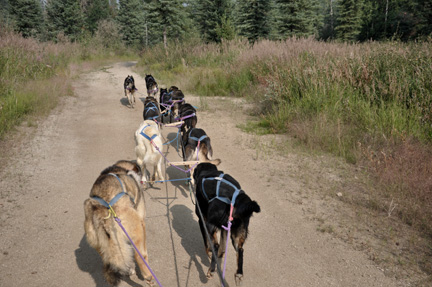 sled dogs