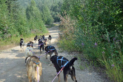 sled dogs