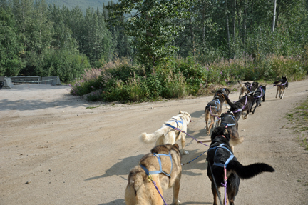 the sled dogs