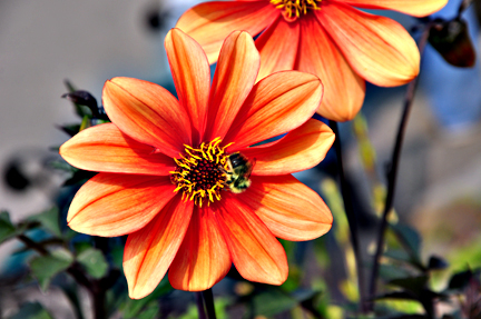 a Honey bee in the flower