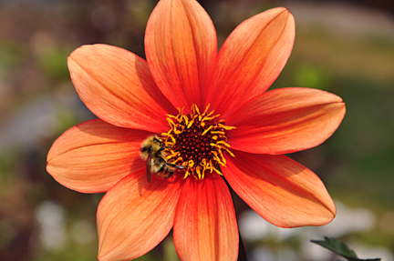 a Honey bee in the flower