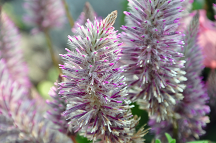 Ptilotus 'Joey"