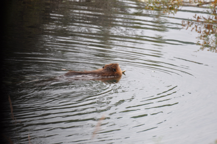 beaver