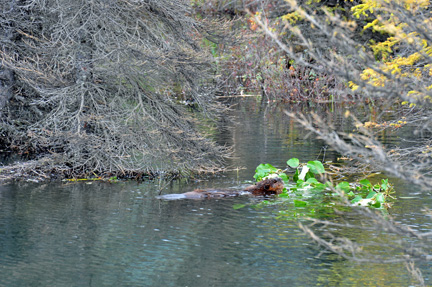 beaver