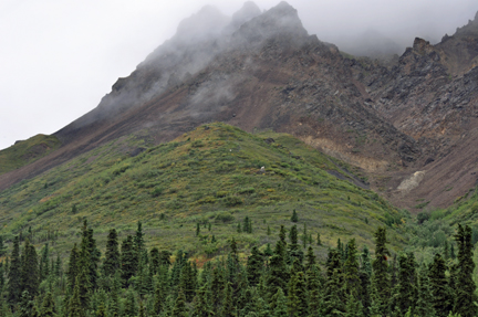 Dall Sheep 