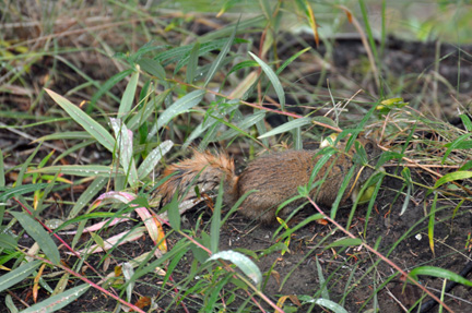 red squirrel