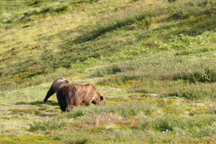 Grizzly bears