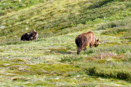 Grizzly bears