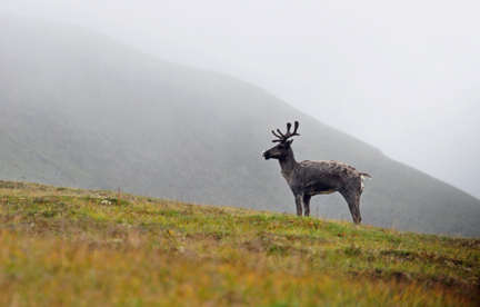 CARIBOU