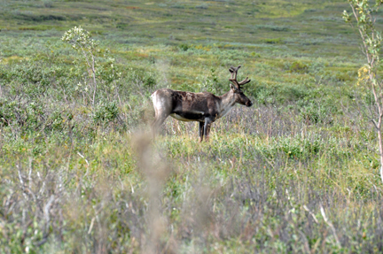 CARIBOU