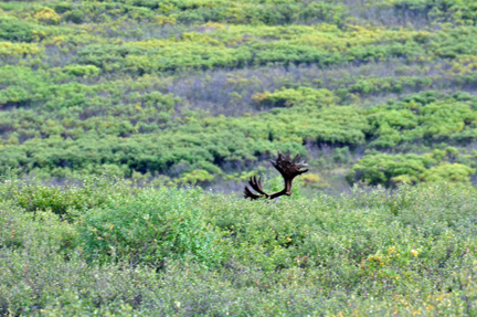 CARIBOU rack