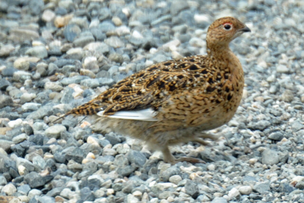 Alaska's state bird - Ptarmagan