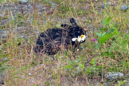 a black rabbit