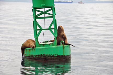 harbor seals