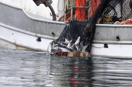 a fishing boat and their catch