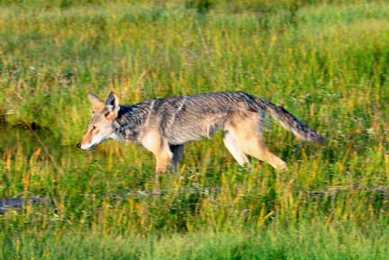 Coyote