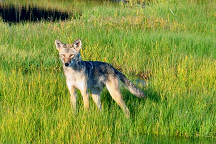 Coyote