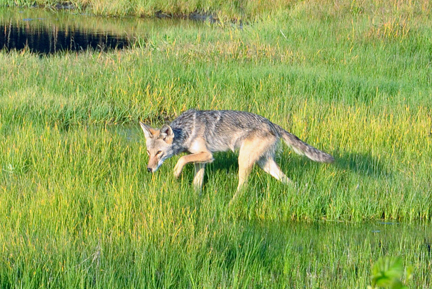 Coyote