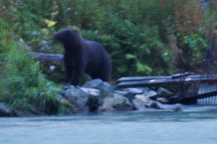 the Grizzly bear fishing at night