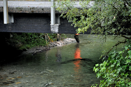 scientists studying the fish