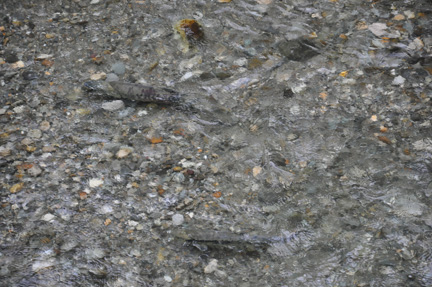 salmon in the river