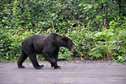 grizzly bear #1 in the street