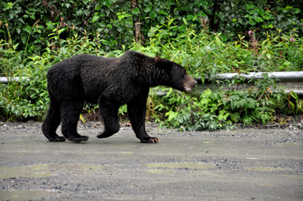 grizzly bear walking down the street