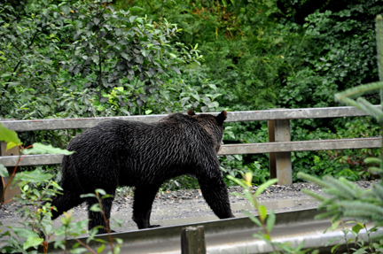 grizlly crossing the road bridge