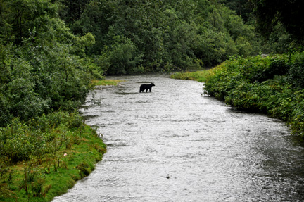 grizzly's first appearance in the water